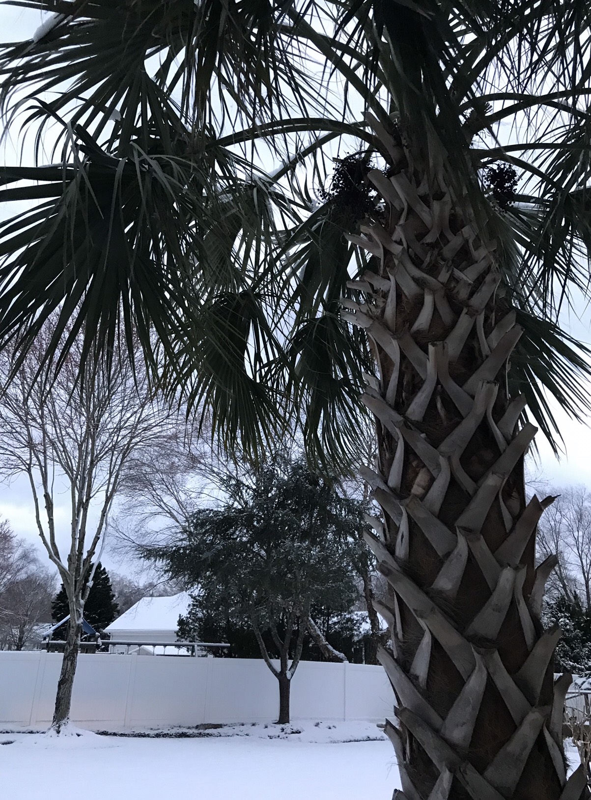 hardy palm