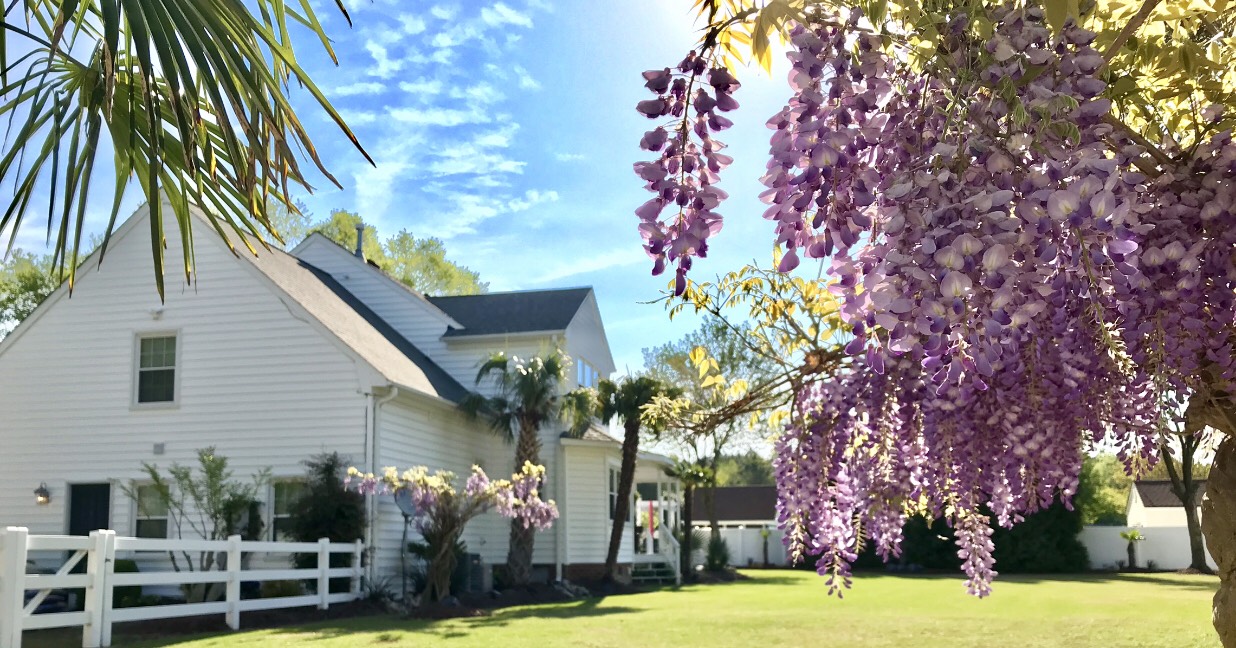 Wisteria