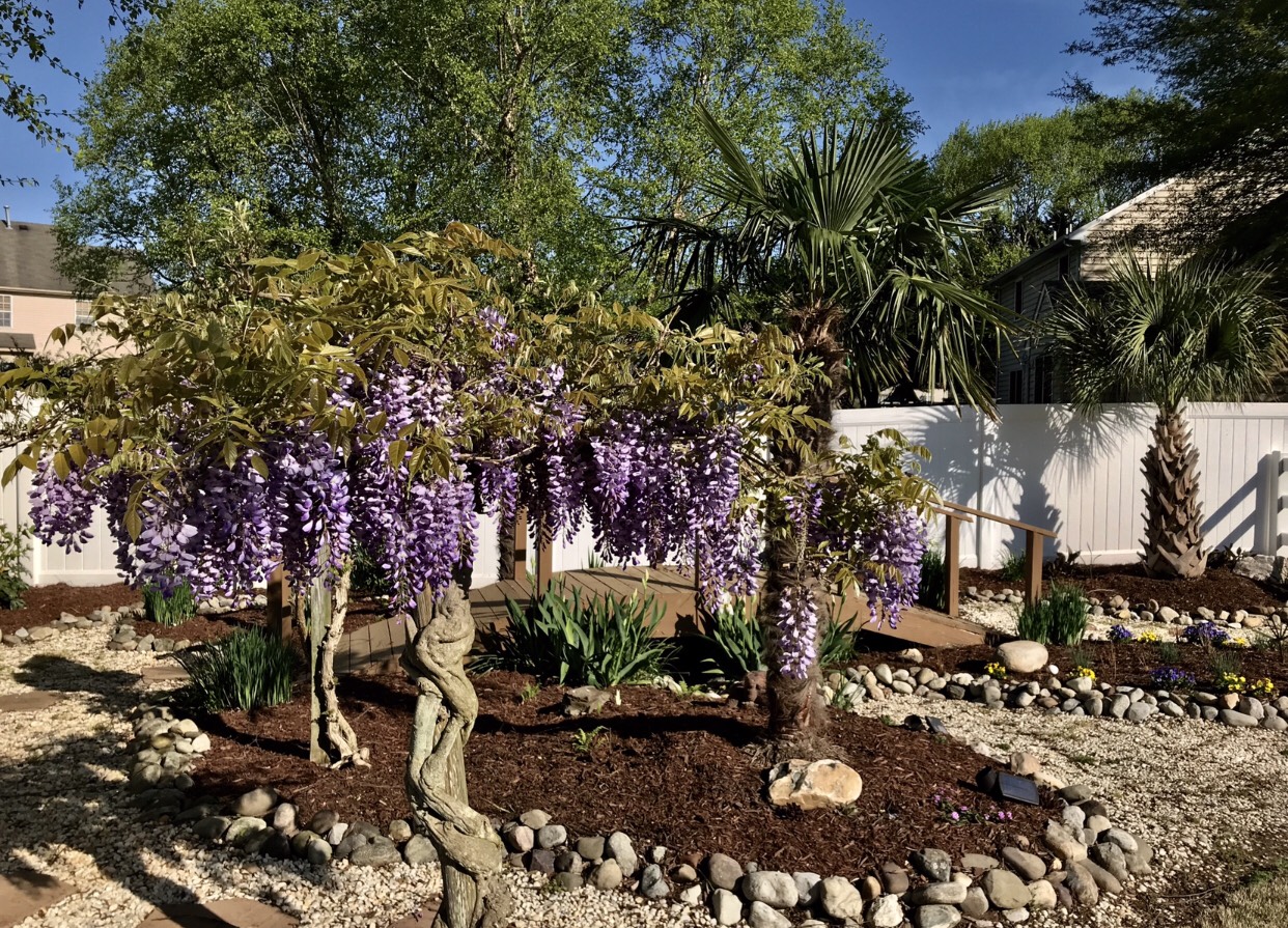 Wisteria blooming in tree form