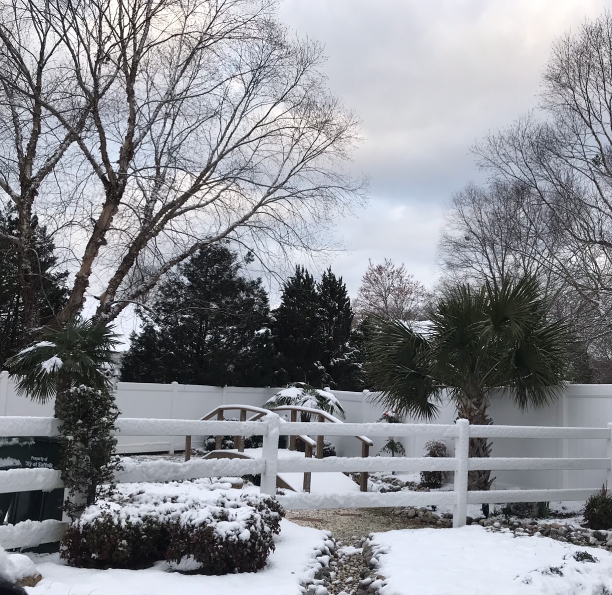 tropical plants in the snow