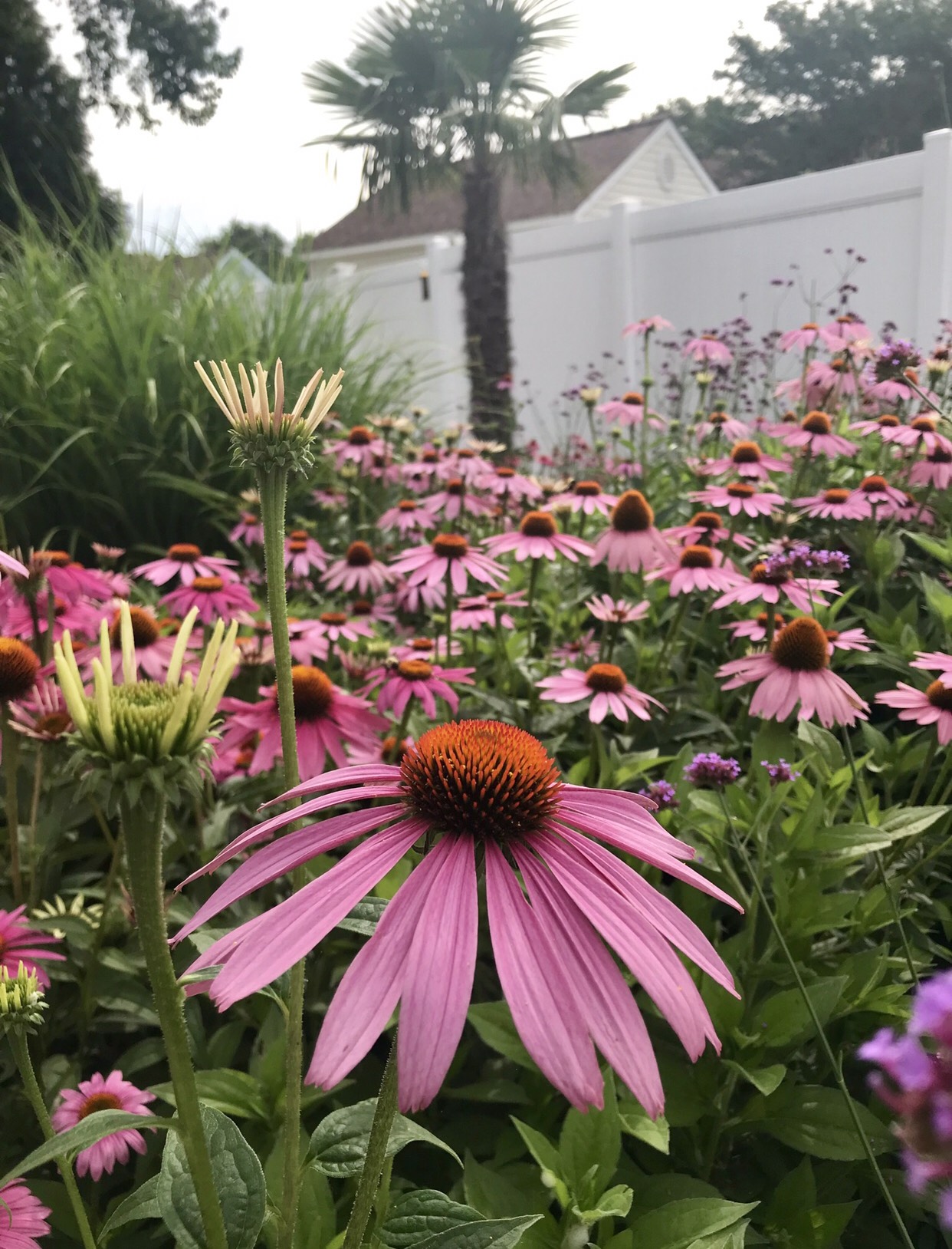 Purple coneflowers