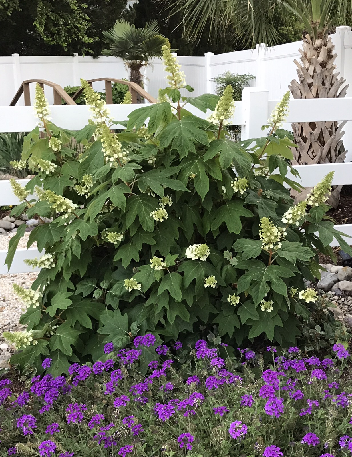 Oakleaf hydrangea