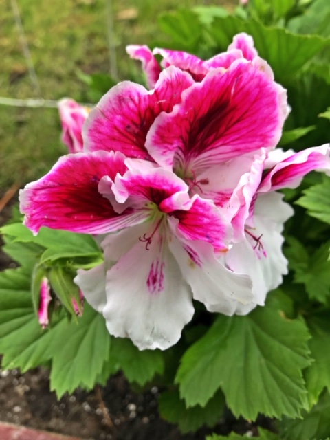 Regal geraniums