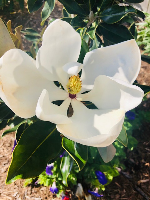 Magnolia grandiflora