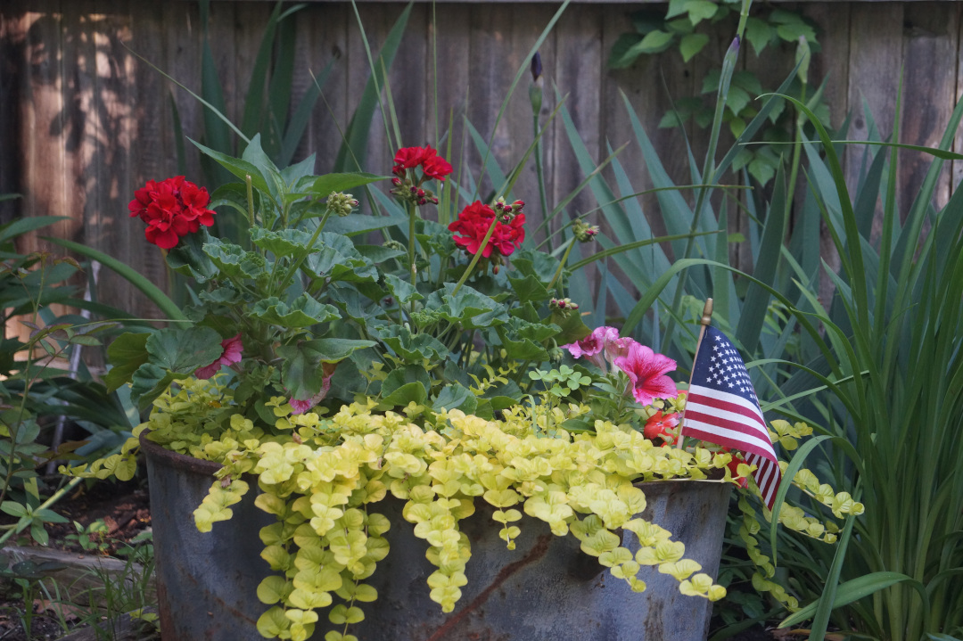 golden creeping Jenny in a container