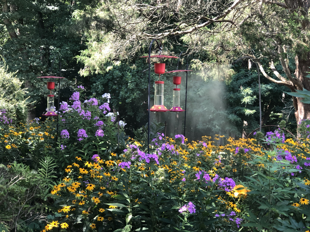 Black-eyed Susans