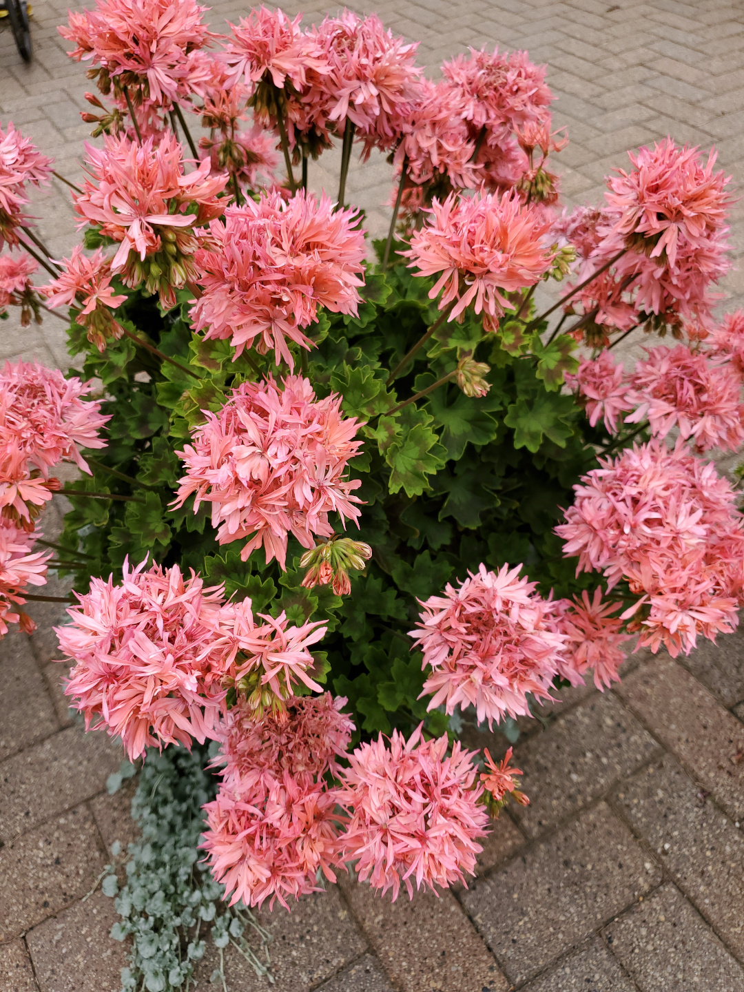 Pelargonium