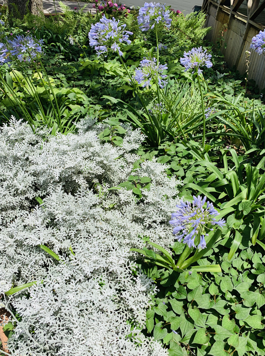 silver dusty miller