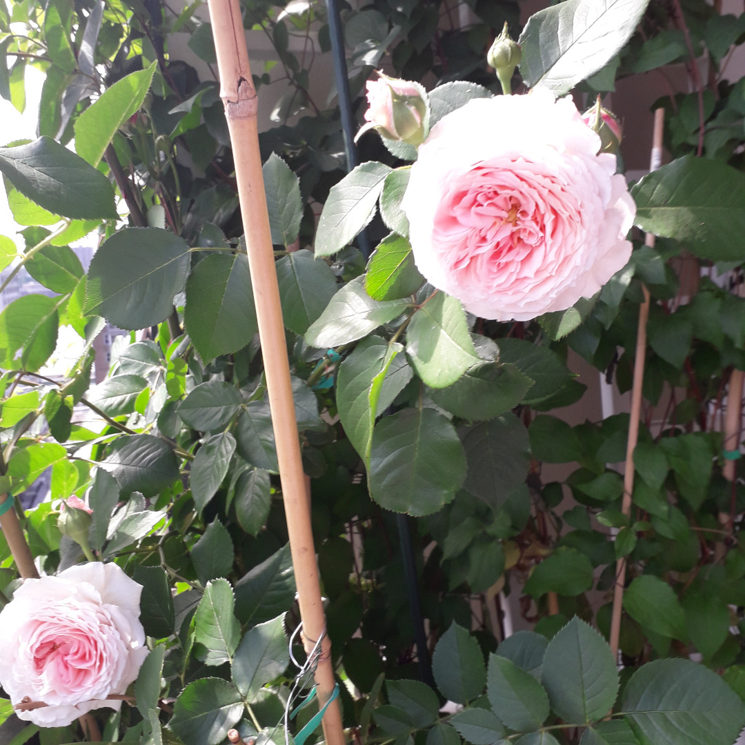 ‘Galloway’ rose