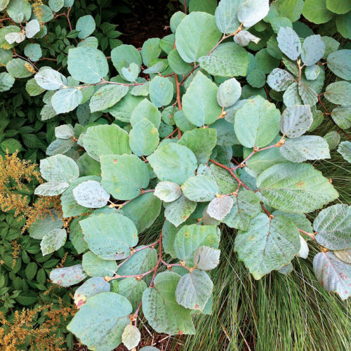 Regional Picks: Early Summer Plant Combo for the Northeast - FineGardening