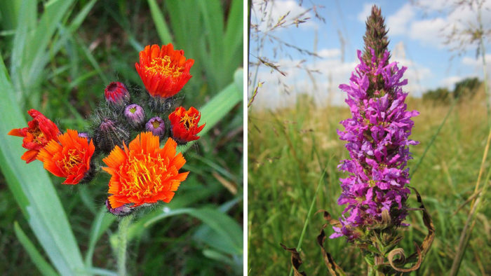 orange hawkweed and purple loosestrife