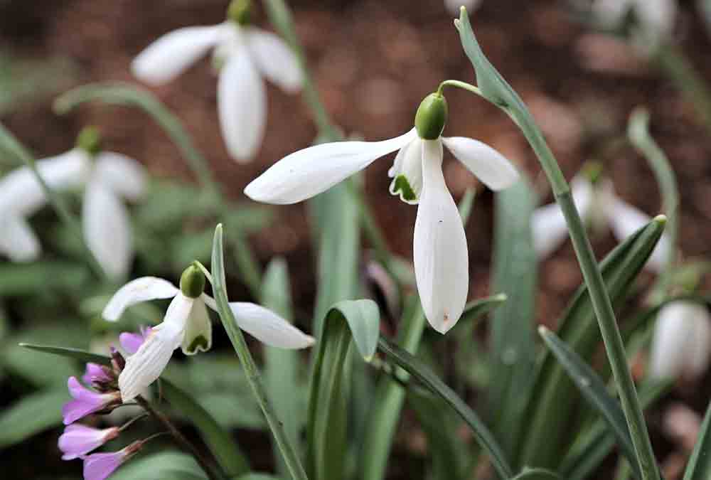 Ephemerals and Early Spring Beauties – Hennepin County Master Gardeners