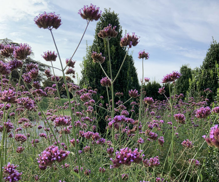 tall verbena