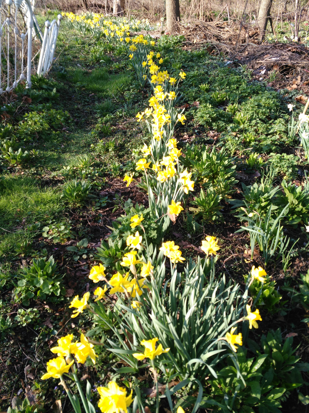 daffodils