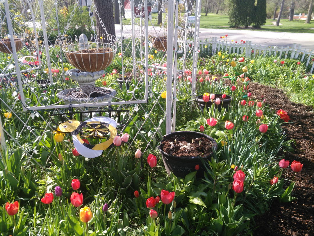 tulip garden