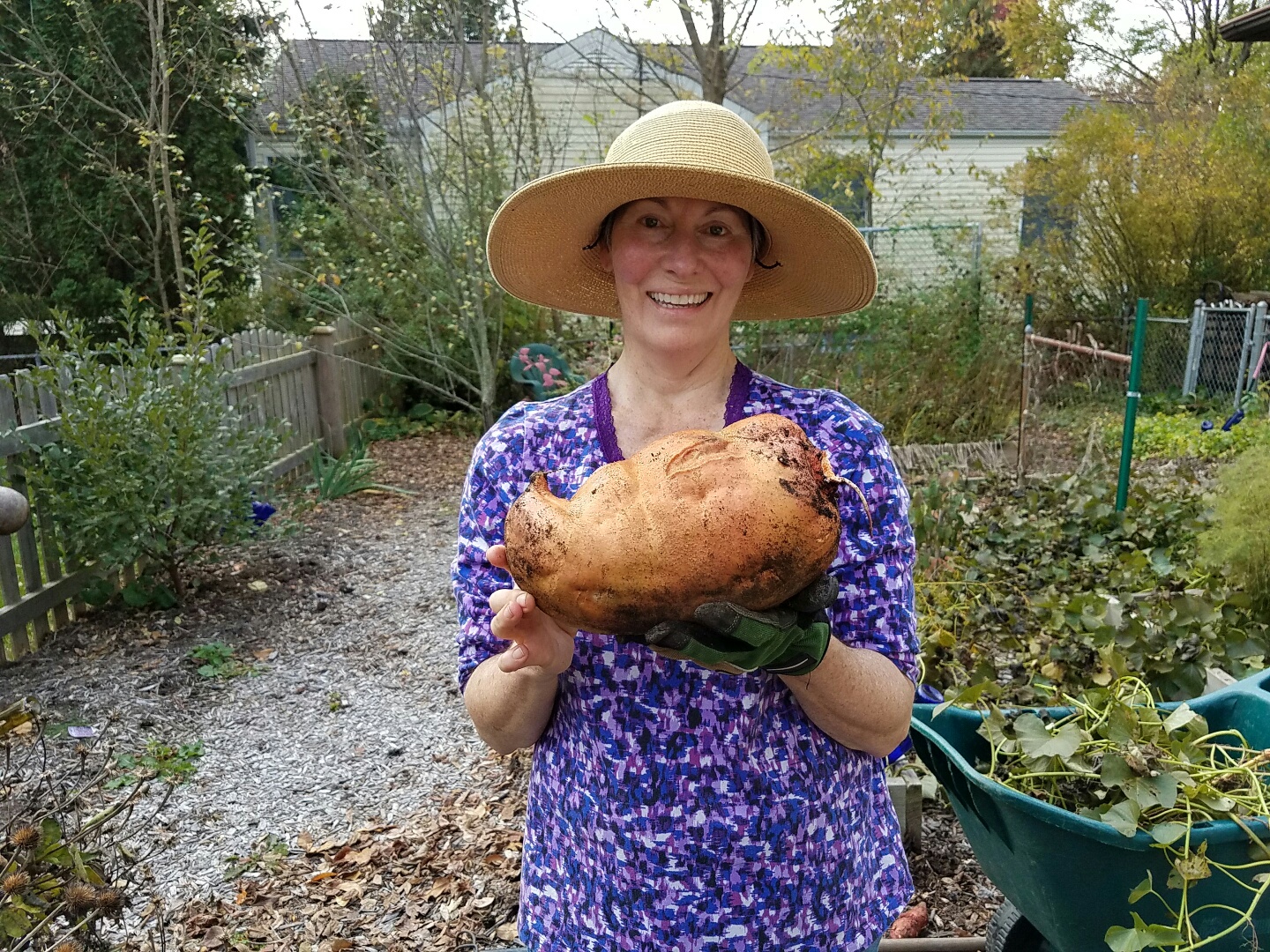 growing sweet potatoes