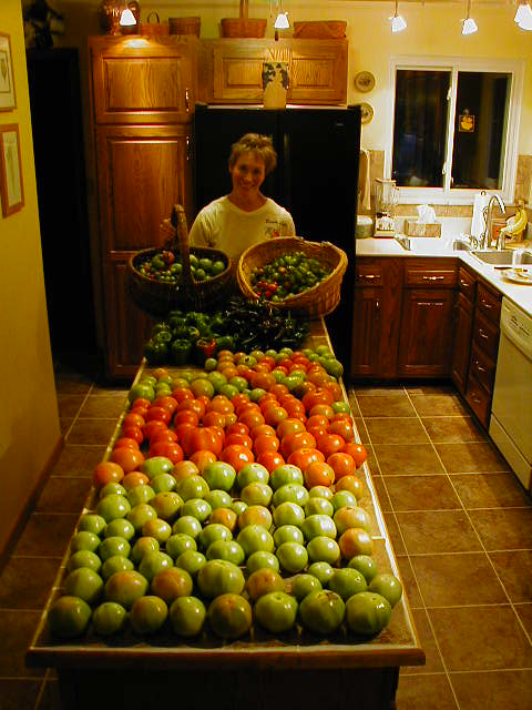 Tomato harvest