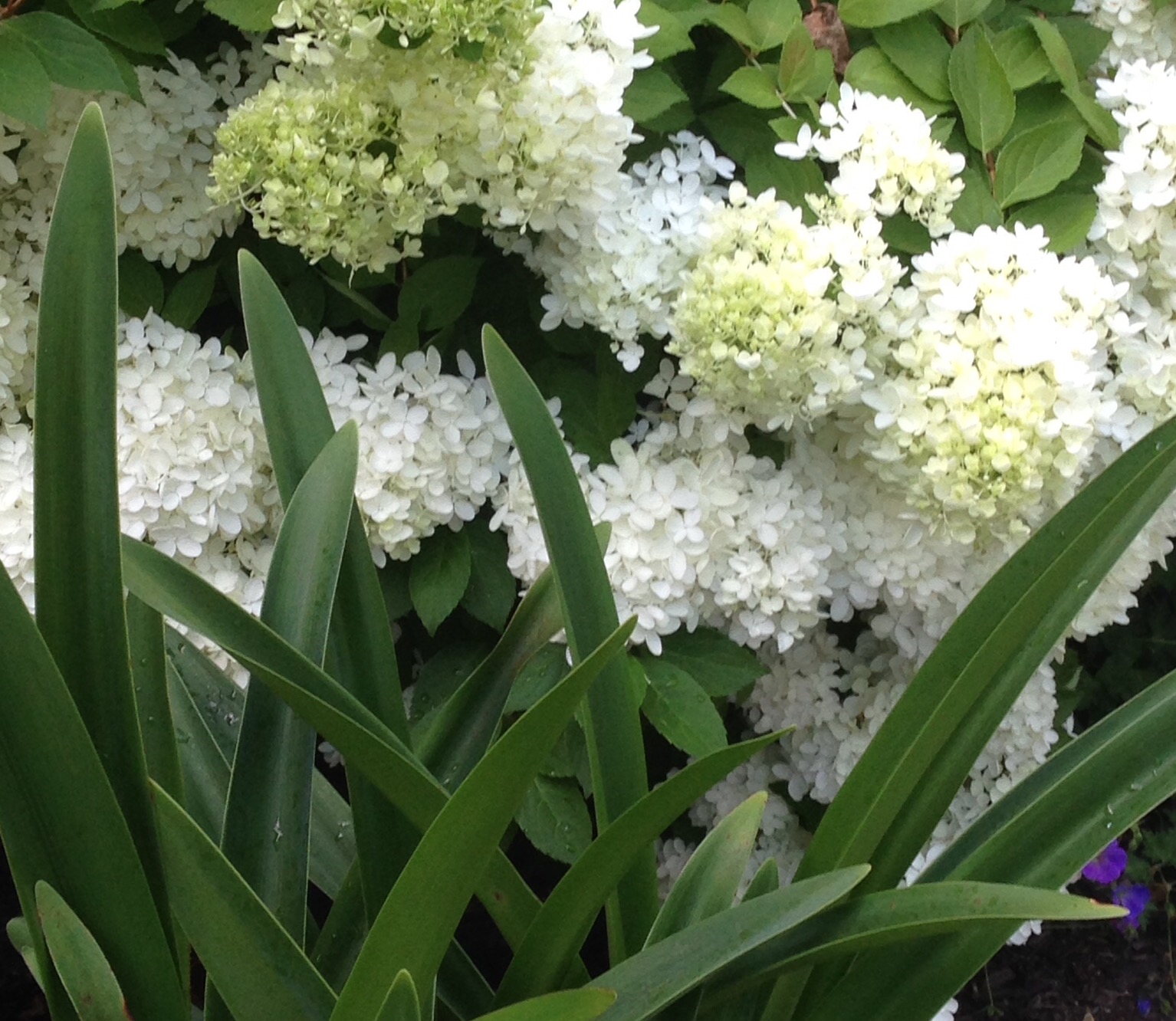 Hydrangea paniculata