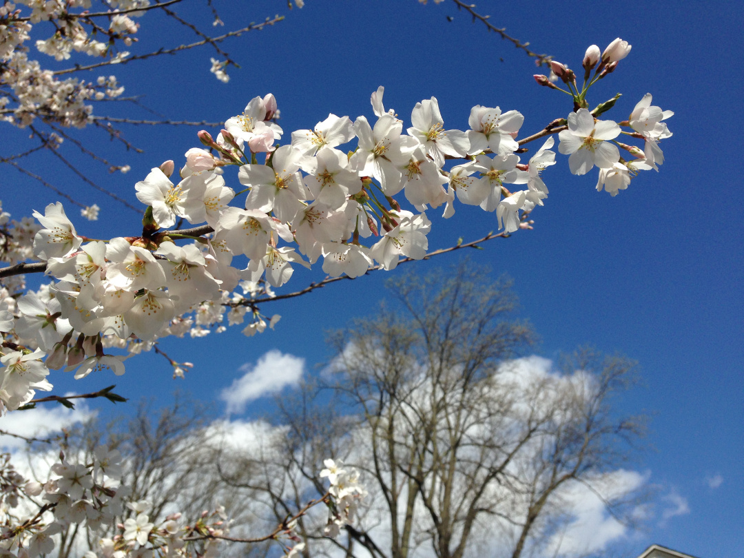 Cherry tree blossoms