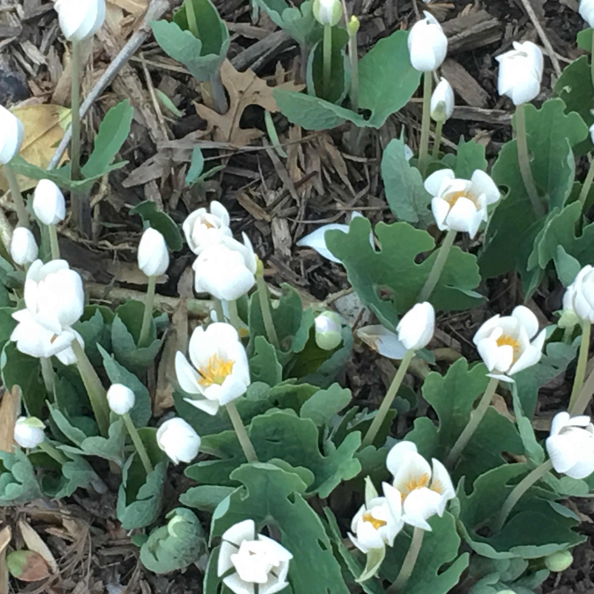 bloodroot