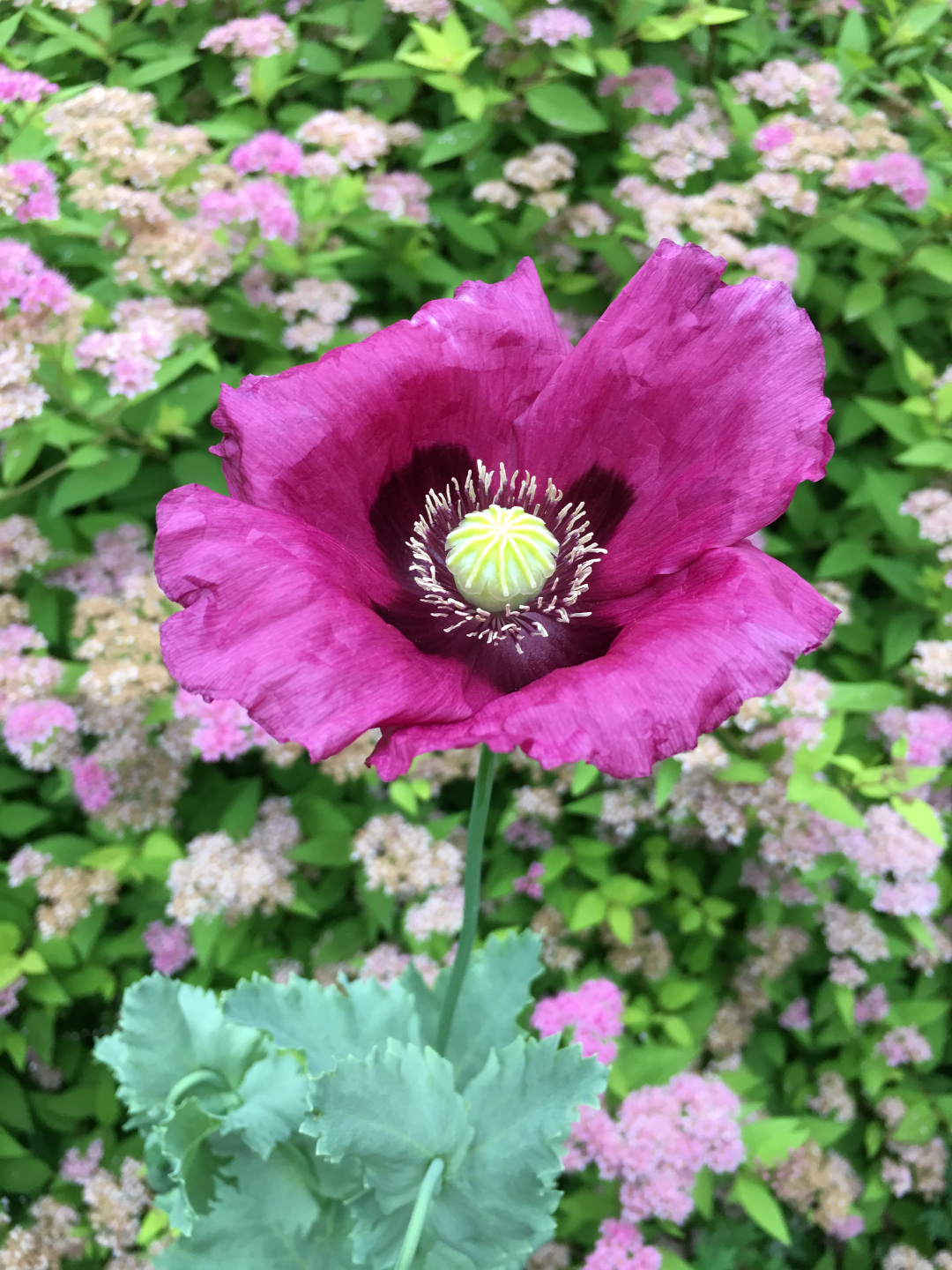 Papaver somniferum ‘Lauren’s Grape’