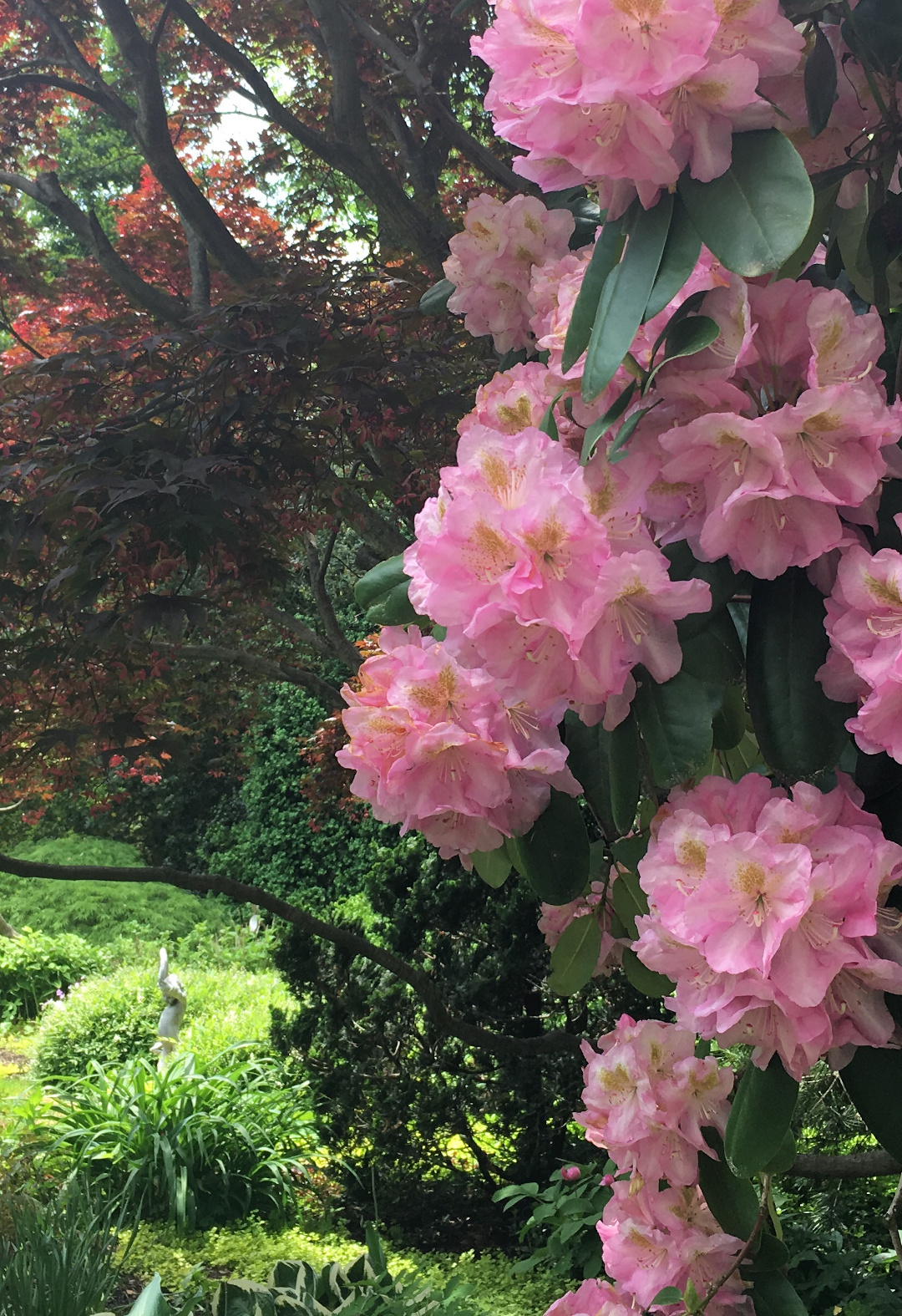 Rhododendron ‘Scintillation’