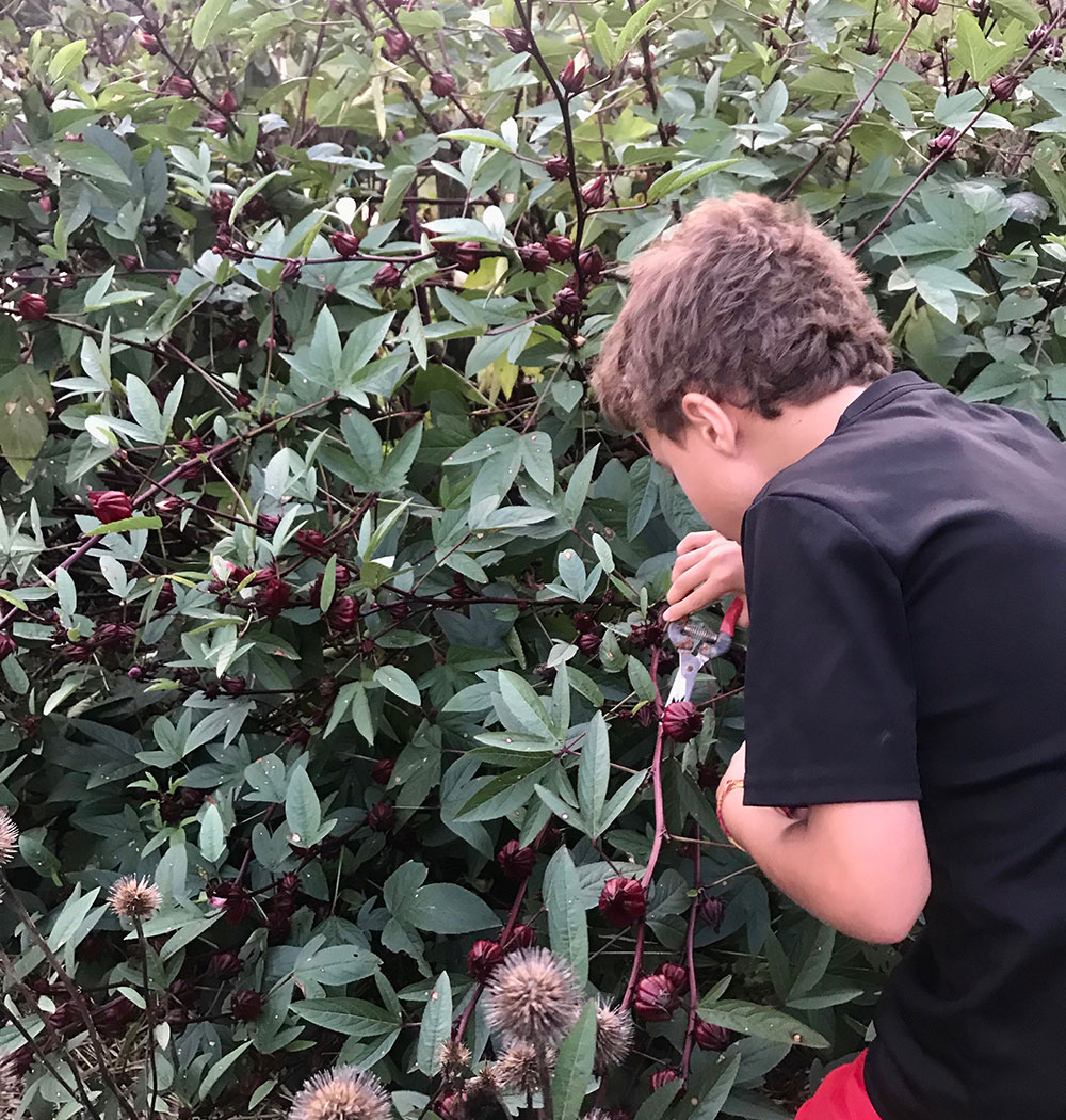 roselle plant growing