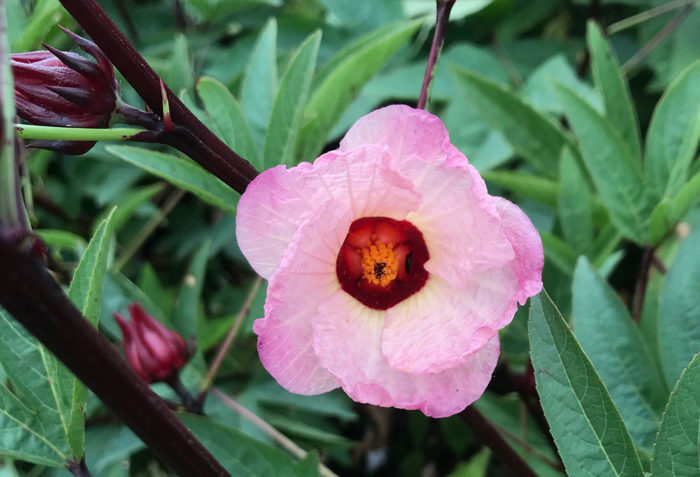 Hibiscus sabdariffa