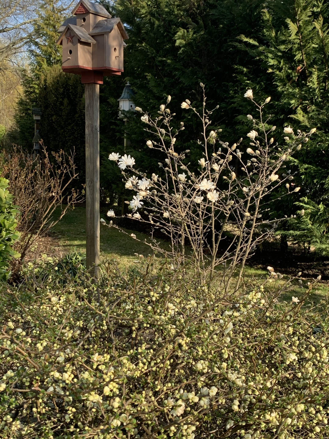 star magnolia