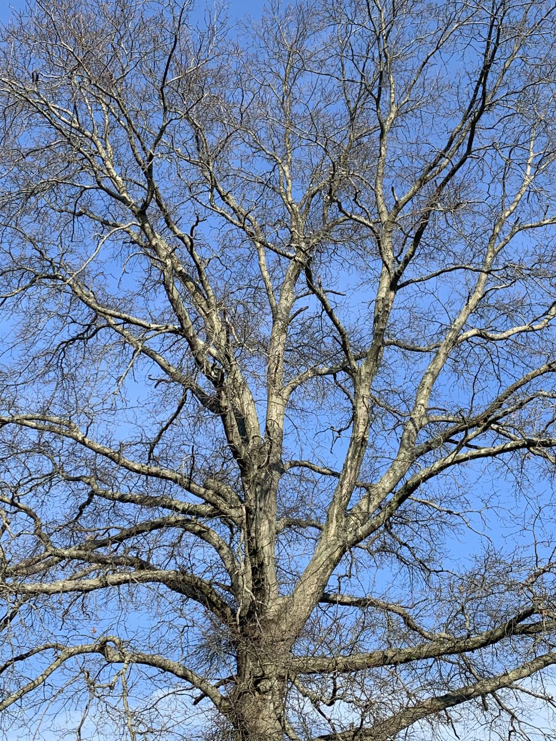 Nature & You: Leafless sycamore trees are brilliant white in winter