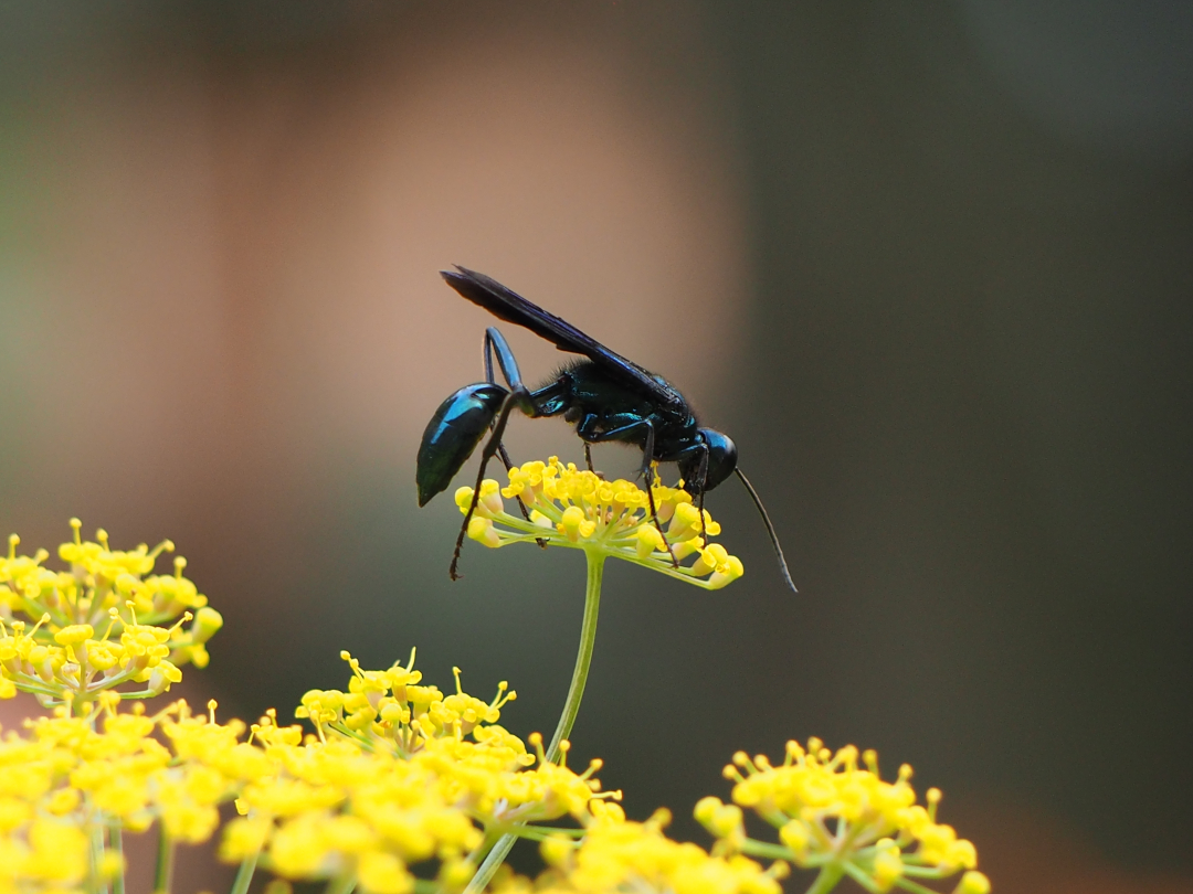 black wasp