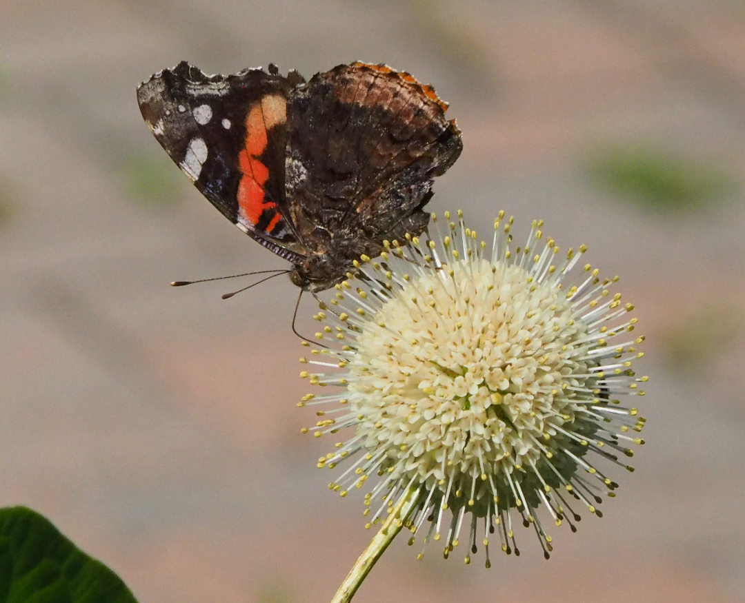 red admiral butterfly