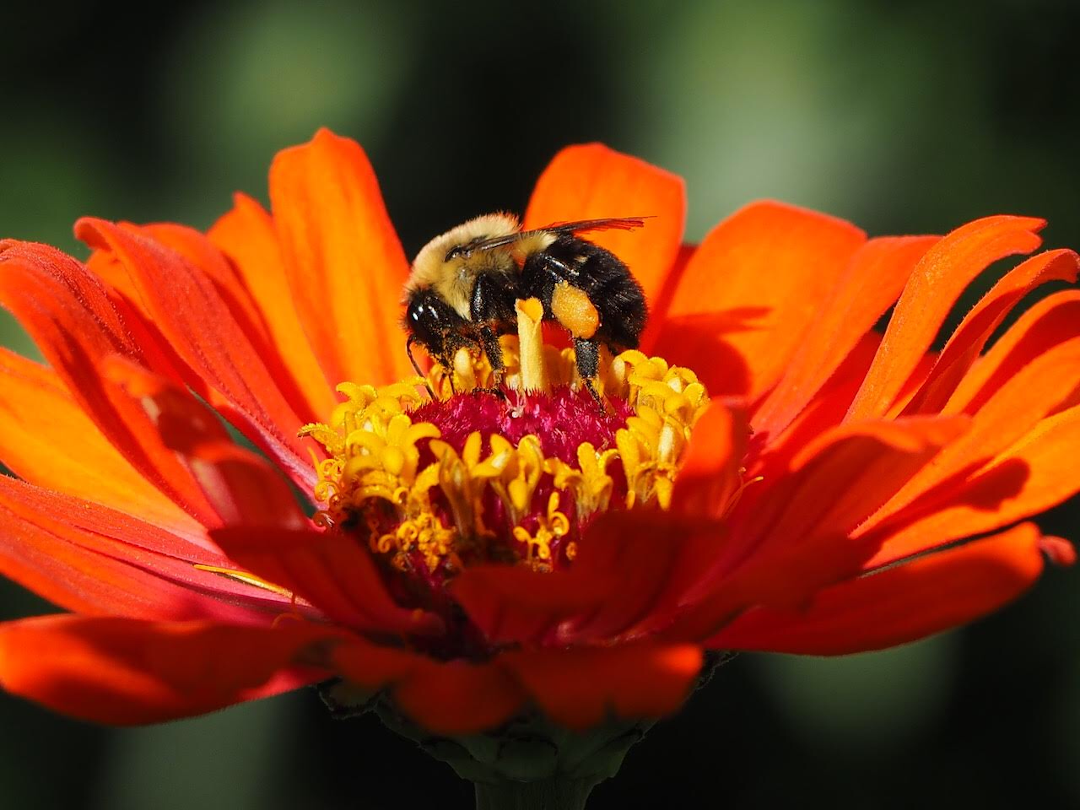 bumblebee on a flower