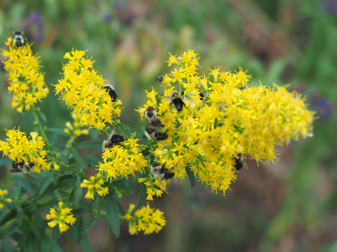 Wildlife in the Garden - Fine Gardening