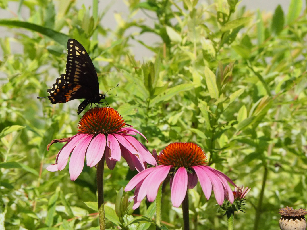 swallowtail butterfly