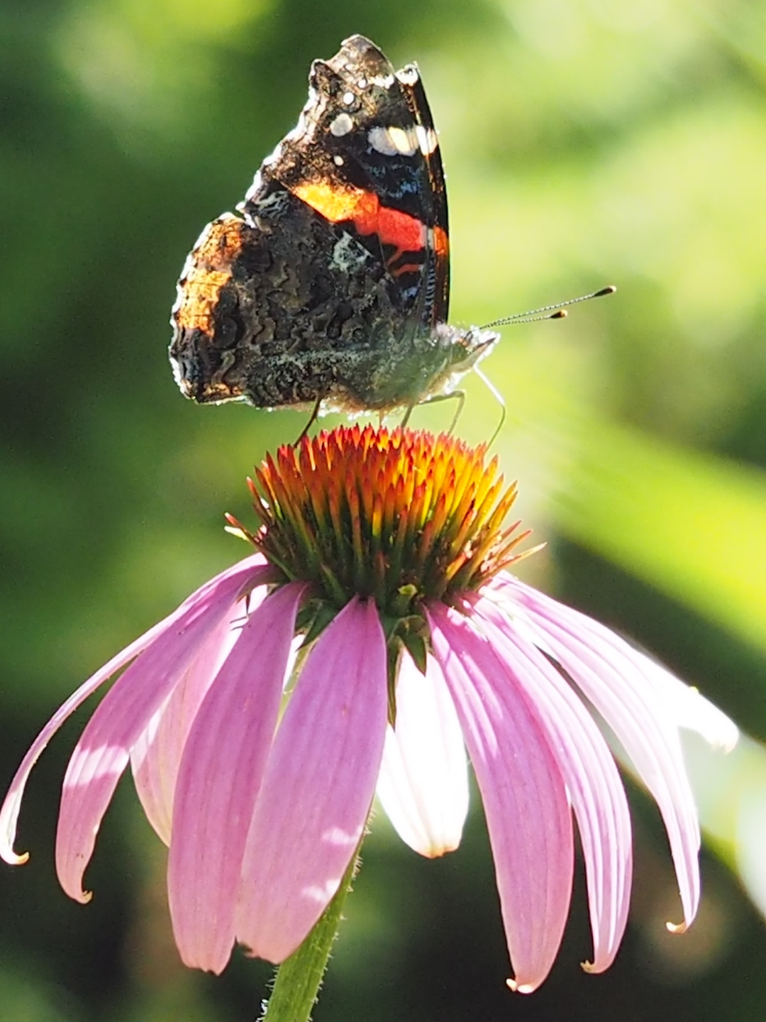 red admiral on a purple coneflower