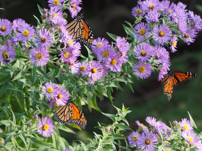 Wildlife in the Garden - Fine Gardening