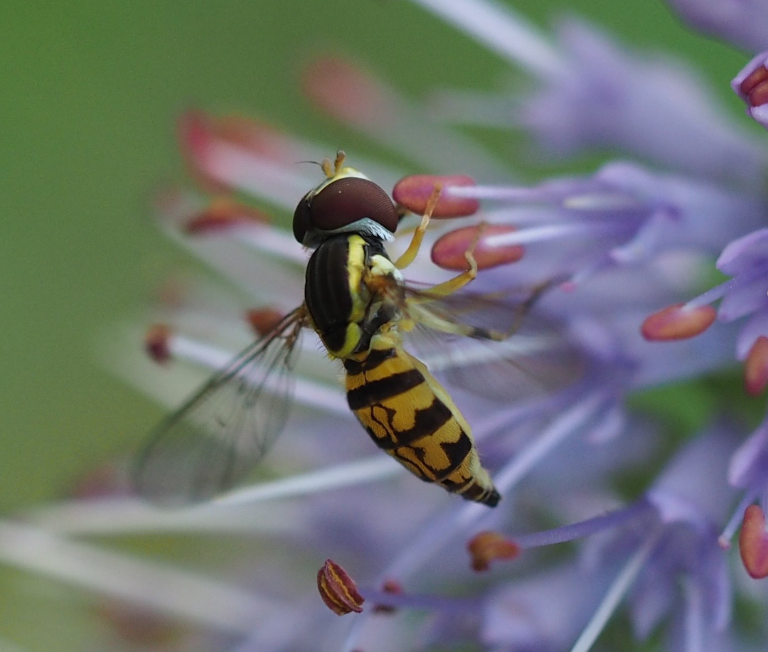 tiny hover fly