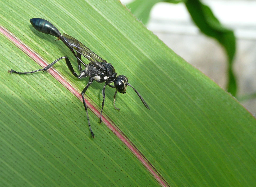 wasp resting on a corn leaf