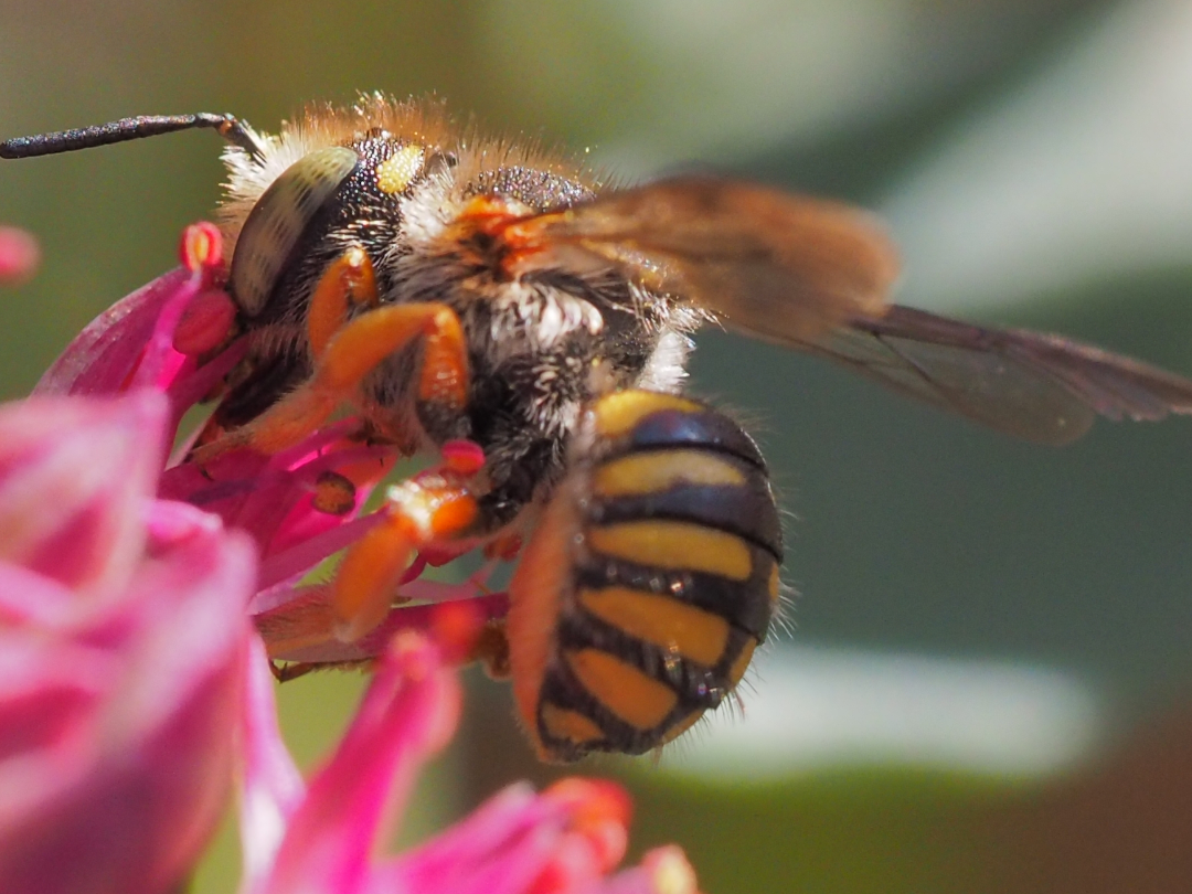 wool carder bee