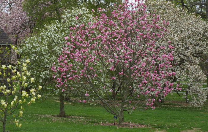 early blooming magnolias