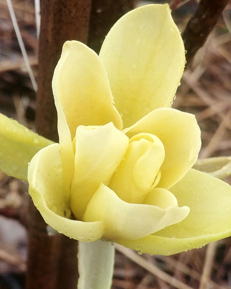 Spring-Blooming Magnolias for the Southeast - FineGardening