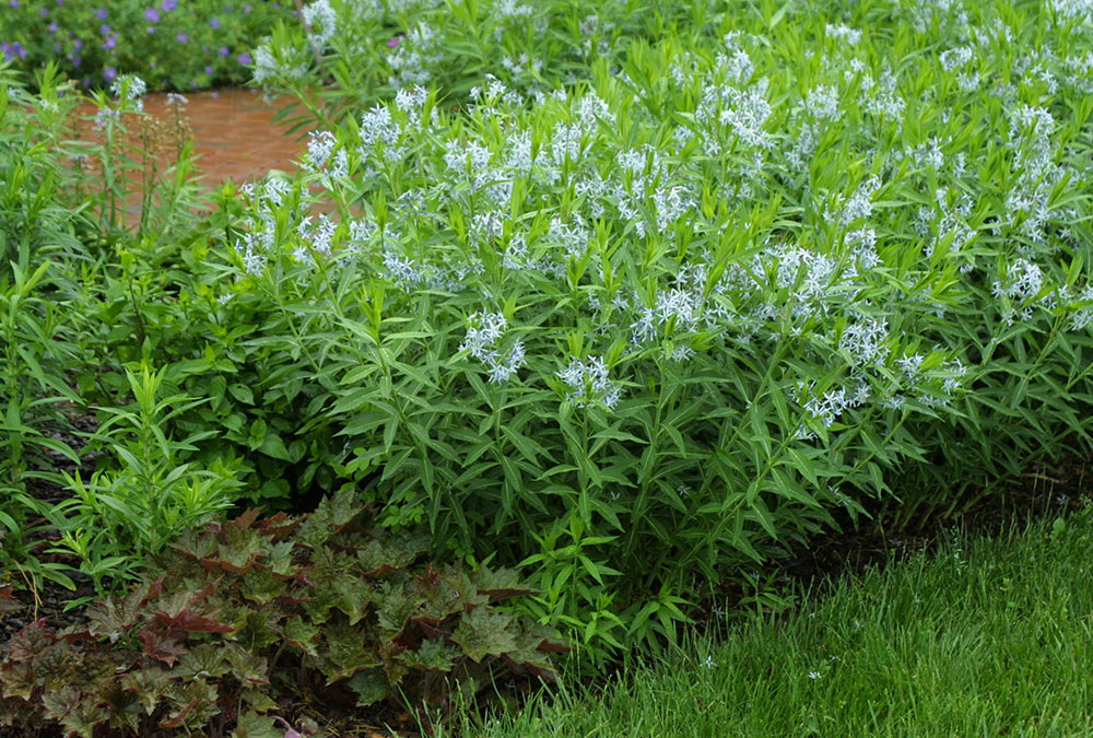 Fringed bluestar