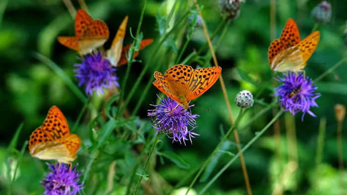 gulf fritillaries