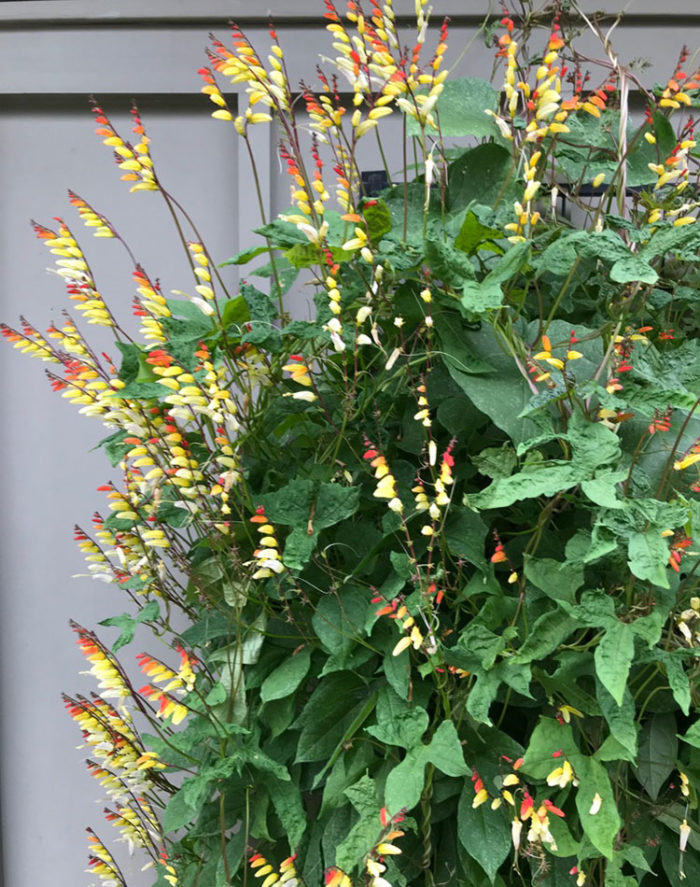 Spanish flag flowers