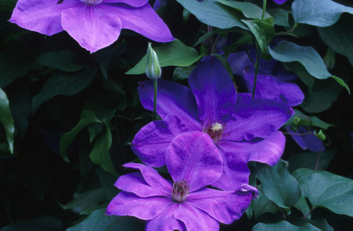 'Elsa Spath' clematis