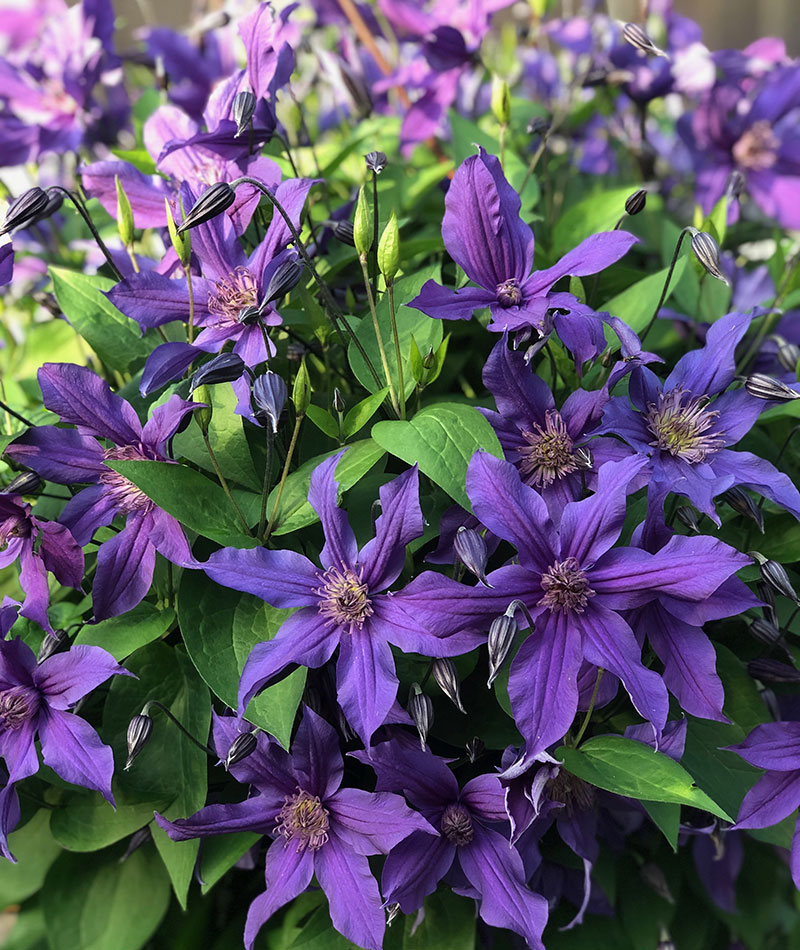 'Indigo Sapphire' clematis