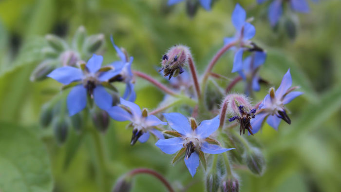 borage