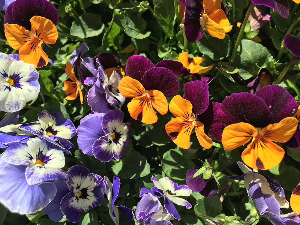 Eat Your Flowers: Serve Up That Wow Factor With Edible Flowers