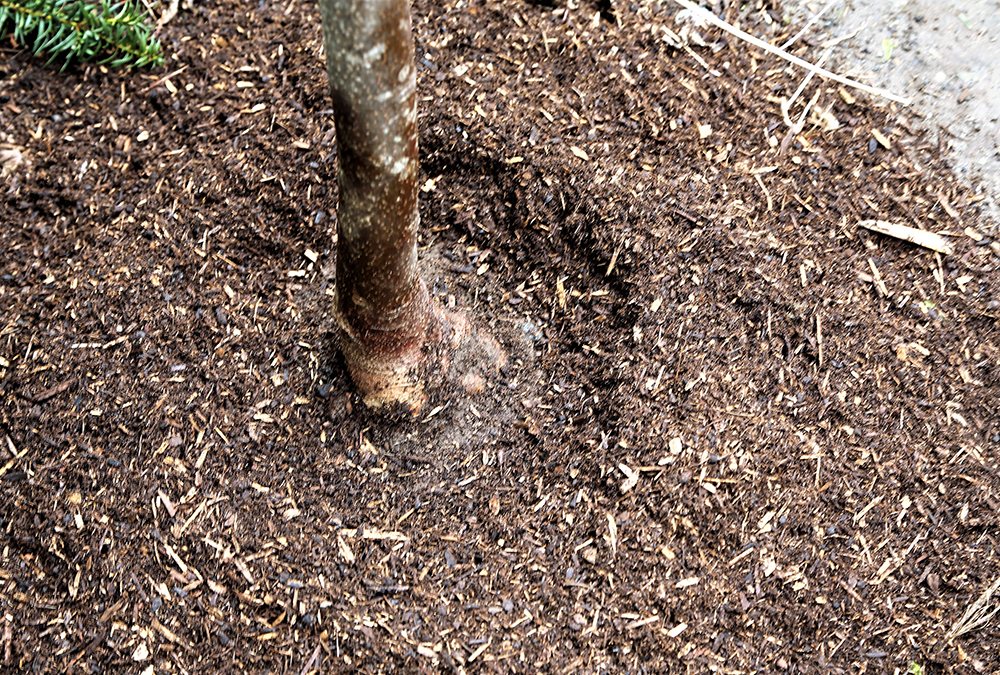 newly planted tree